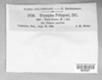 Erysiphe polygoni image